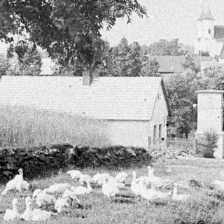 Man walks past farm buildings and flock of sheep.