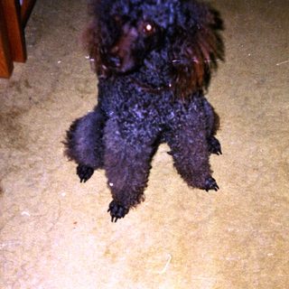 Black dog jumping in a room with carpet.