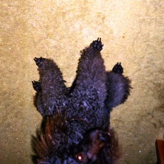 A fluffy, dark dog jumps on a carpeted floor.