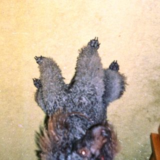 Dog jumps in mid-air on a textured rug.
