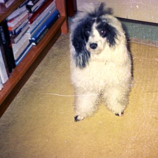 A black and white dog sits on a yellow rug.