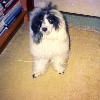 A black and white dog sits on a yellow rug.
