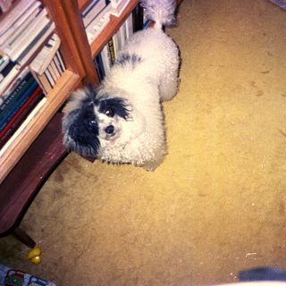 A fluffy dog sits on a dusty, textured floor.