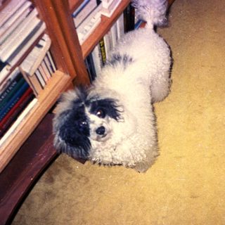 A fluffy dog sits on a dusty, textured floor.
