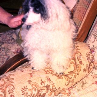 Dog sits on patterned floral armchair with red trim.