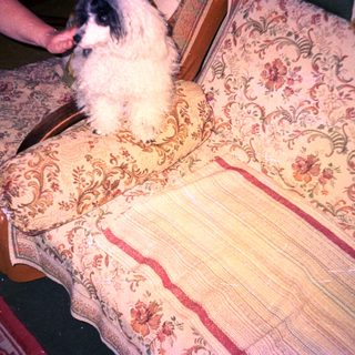Dog sits on patterned floral armchair with red trim.