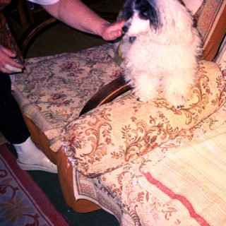 Dog sits on patterned floral armchair with red trim.
