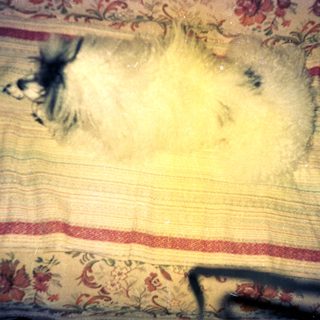 Fluffy white dog sleeps on a floral-patterned blanket.
