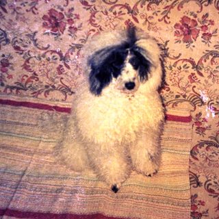 Fluffy dog rests on a patterned bedspread and pillows.