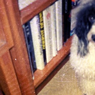 A fluffy dog sits on a textured floor near stairs.
