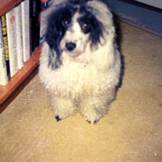 A fluffy dog sits on a textured floor near stairs.