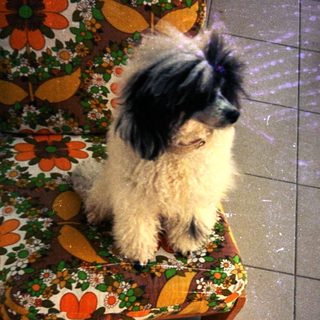 A fluffy dog sits on a floral patterned chair.