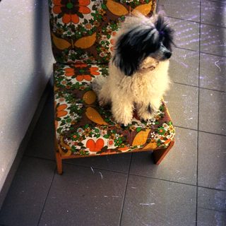 A fluffy dog sits on a floral patterned chair.
