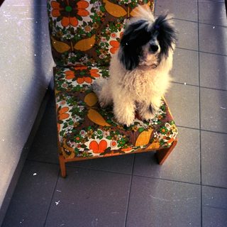 Dog sits on a patterned chair on a balcony.
