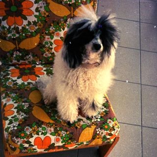 Dog sits on a patterned chair on a balcony.