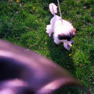 A white and black dog runs on a grassy lawn.