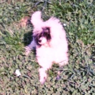 Dog playing on grass, with a person's shadow visible.