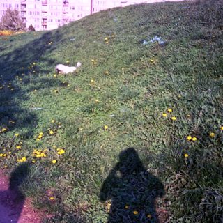 Grassy hill with wildflowers, shadow, and apartment buildings.