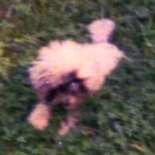 Dog stands on grassy hill with buildings in background.