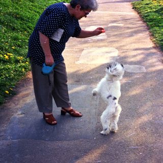 Woman and dog interact on a path in sunlight.