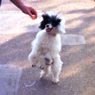 Woman walks a small dog on a sunny path.