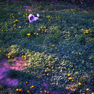A fluffy dog explores a field of yellow flowers.