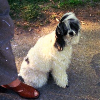 Dog sits on pavement with person and shadow.