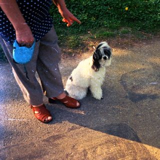 Dog sits on pavement with person and shadow.