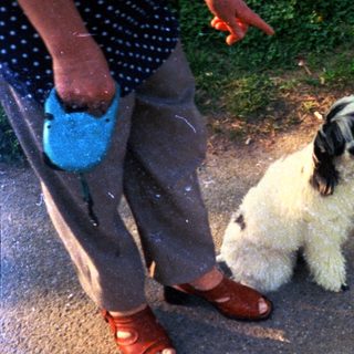 Dog sits on pavement with person and shadow.