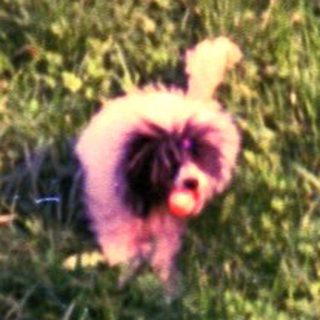 Dog is standing on a grassy lawn at night.