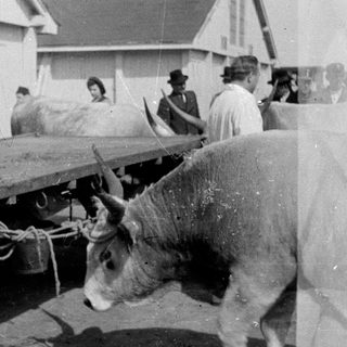 Bull being pulled on a cart with people watching.
