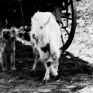 Horse-drawn wagon and dogs on a rural road.