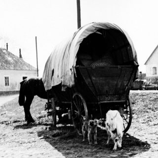 Horse-drawn wagon and dogs on a rural road.