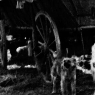 Horse-drawn wagon and dogs on a rural road.