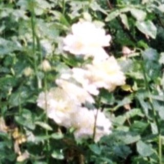 Woman stands in a garden with spruce trees and roses.