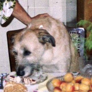 People share a meal with a dog at a table.