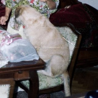 Woman and dog sit near table with fruit and flowers.