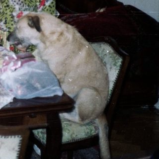 Two women at a table with a dog and decor.