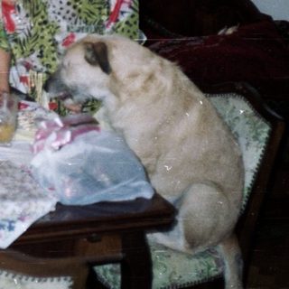 Two women at a table with a dog and decor.
