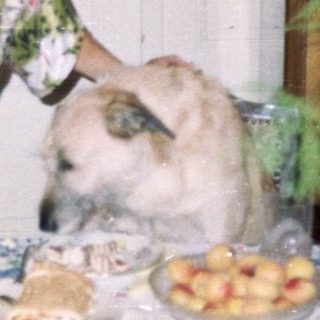 People and a rabbit at a table with food.