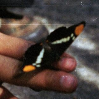 A butterfly rests on a person's hand outdoors.