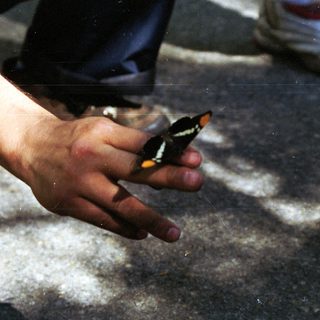 A butterfly rests on a person's hand outdoors.