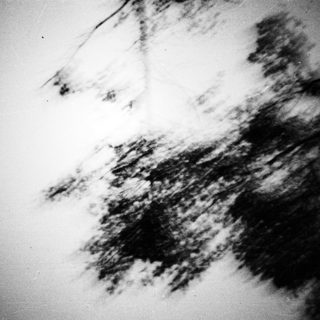 A blurred tree silhouette against a bright, textured background.