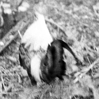 Dead bird lies amidst leaves and branches.