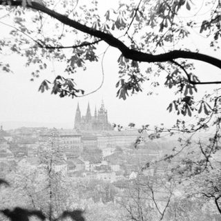 Foggy cityscape with a cathedral visible through tree branches.