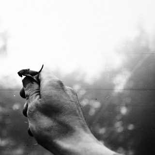 Hand holding a small creature, blurred background.