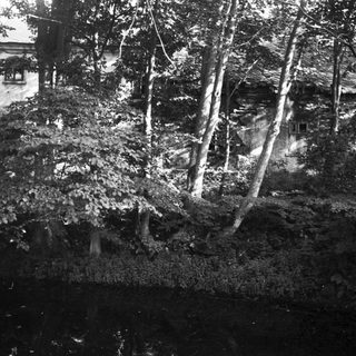 Black and white photo of trees, foliage, and a building.