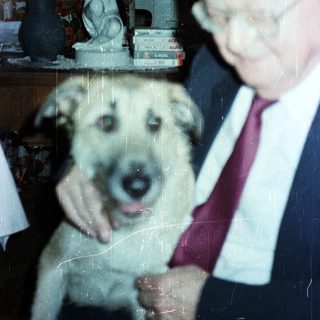 Older man pets a dog in a home setting.