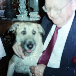 Older man pets a dog in a home setting.