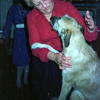 Woman in red shirt pets a dog indoors.